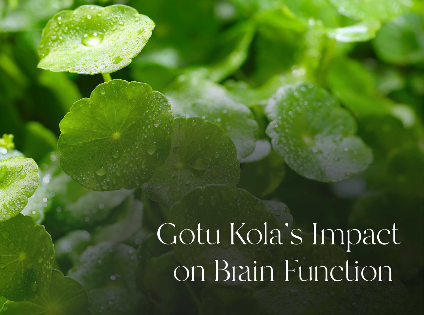 Uncovering the Wonders of Gotu Kola: 5 Insights from Recent Studies